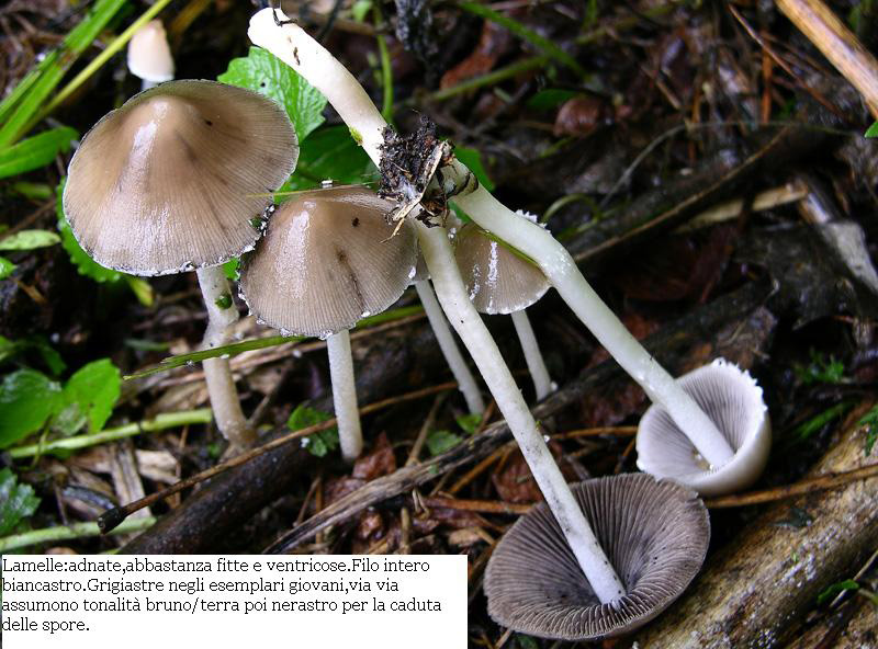 Psathyrella sp.da determinare.